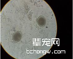 显微镜下的蛔虫卵