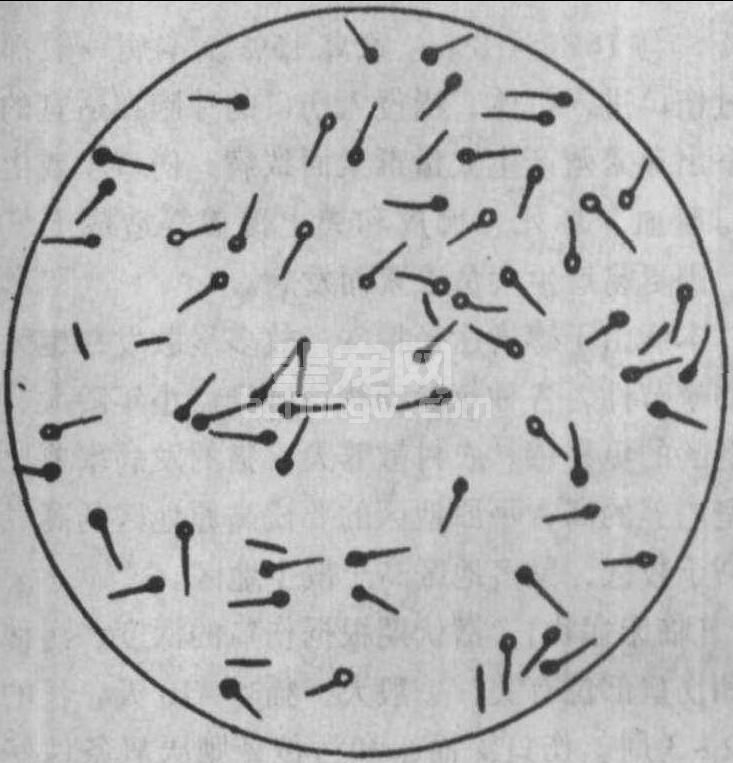 破伤风梭菌芽孢手绘图