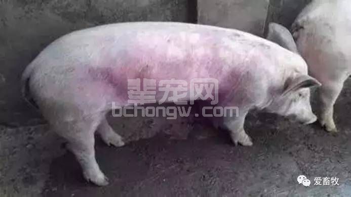 病猪体温41℃以下,腹泻,排灰黑色稀粪,耳根,腹下等皮肤有紫斑.