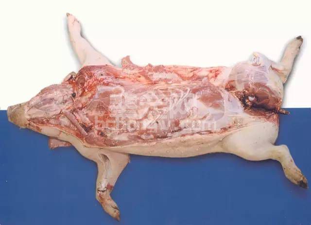 多图教你学会猪的病理解剖,值得收藏!