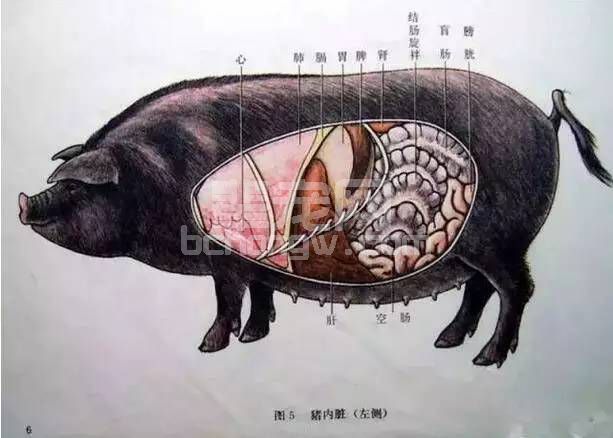 最全生猪结构图,养猪人必备的好资料!