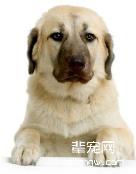 安纳托利亚牧羊犬