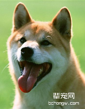 中华田园犬