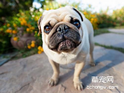 巴哥犬喜欢吃什么