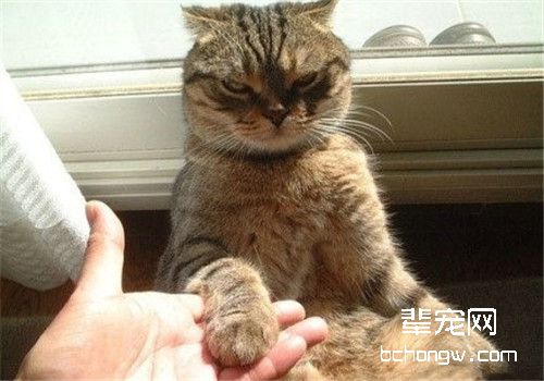 教会挪威森林猫和人握手的方法