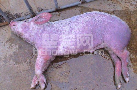 首页 猪病防治 猪瘟图片 更新: 2018-07-05  浏览(0) 概述: 猪瘟引起