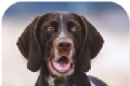猎犬模拟器logo图