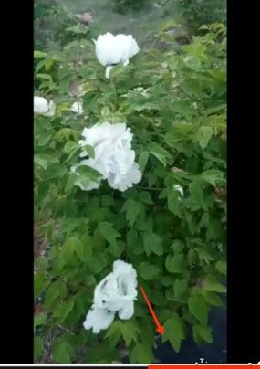 《剪映》已删除视频找回方法一览