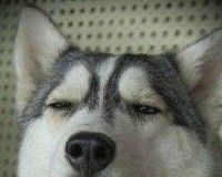 狗肉汤语音logo图
