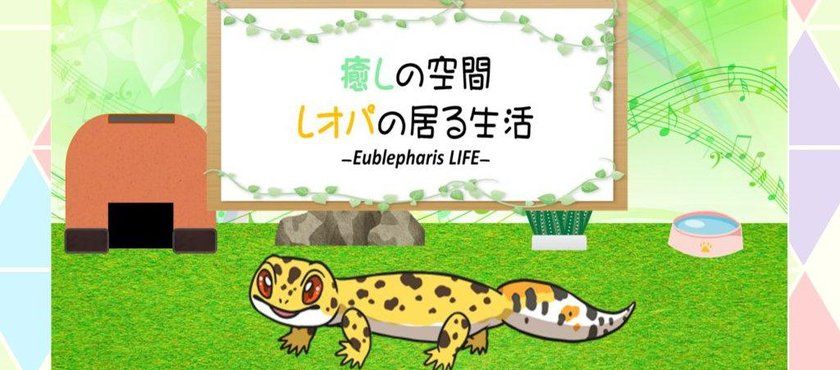 守宫的治愈小屋